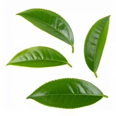 Collection of fresh green tea leaves isolated on a white background.