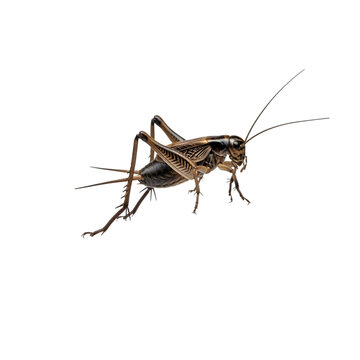 Detailed close up of a field cricket against a stark black background displaying intricate details