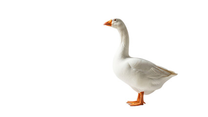 White goose standing in profile with orange beak and feet isolated PNG with Transparent Background
