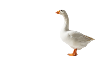 White goose standing in profile with orange beak and feet isolated PNG with Transparent Background
