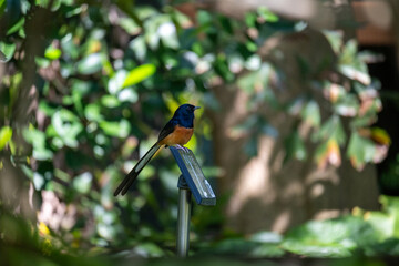 White-rumped Shama perched on metal post