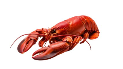 Freshly Cooked Red Lobster Seafood Product Shot isolated PNG with Transparent Background