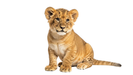 Obraz premium Cute Lion Cub Sitting isolated PNG with Transparent Background