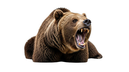 Fototapeta premium Grizzly Bear Roaring on White Background