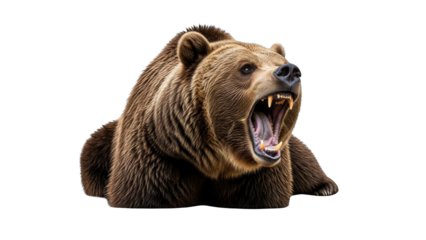 Grizzly Bear Roaring on White Background