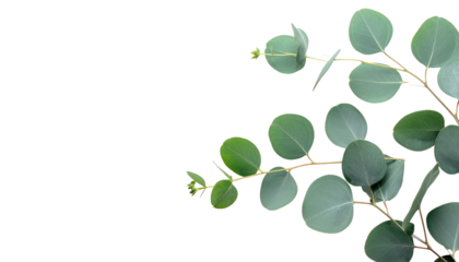 Eucalyptus sprigs with circular leaves frame a black backdrop, light and airy