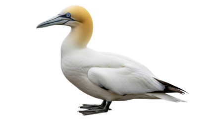 Profile view of Northern Gannet bird with white plumage and golden head isolated PNG with Transparent Background