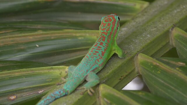 Turquoise green ornate day Gecko, endemic species of Mauritius on palm tree 