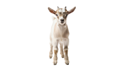 Cute baby goat kid with small horns standing isolated PNG with Transparent Background