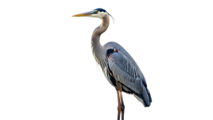 Great Blue Heron bird standing tall and elegant isolated PNG with Transparent Background