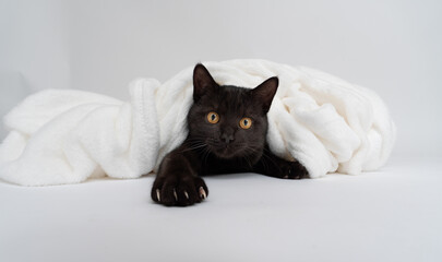 playful black cat covered with white blanket on white background © FurryFritz
