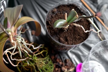 Repotting an orchid from bark substrate into nutrient-rich soil at home. A process of plant care, soil renewal, and creating conditions for healthy indoor growth.