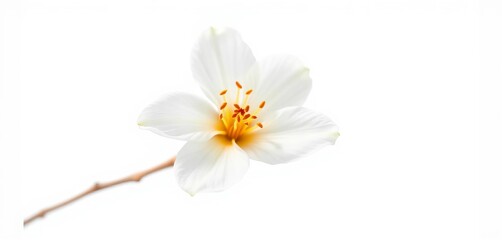 Delicate white orange blossom, isolated on pure white background,  flora,   stock photo