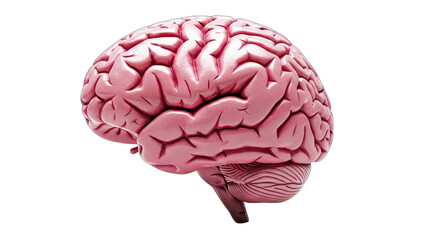 Human Brain Isolated on White Background