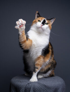chubby calico cat with paw raised looking at camera on gray background