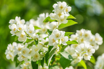 branch of blooming jasmine flowers