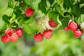fresh ripe raspberry hanging on a bush in a garden