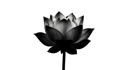 Elegant Black Lotus Flower in Minimalist Monochrome Style isolated PNG with Transparent Background
