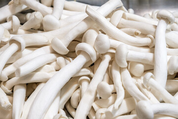 raw mushrooms in bulk, close-up, selective focus