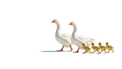 Two White Geese and Four Yellow Goslings Walking in a Row isolated PNG with Transparent Background