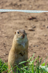 Close-up of a European ground squirrel standing on its hind legs in green grass