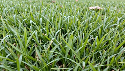 Lush Green Grass Covering the Ground in a Natural Outdoor Environment with Vibrant Textures