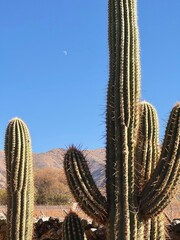 Close up of a cactus 