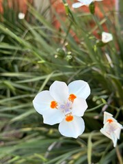 white flowers in the garden
