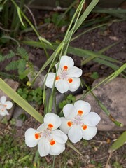 white spring flowers