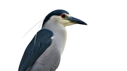 Black-crowned Night Heron bird with dark plumage, white underparts, and red eyes isolated PNG with Transparent Background
