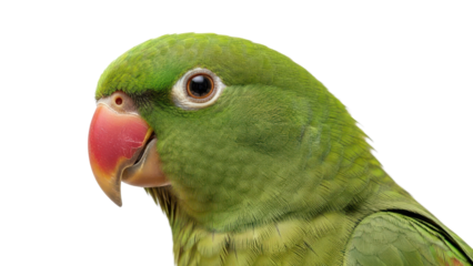 Close-up side profile of a green parrot head isolated PNG with Transparent Background