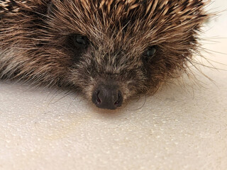 Hedgehog. Hedgehog close-up. Hedgehog face. Wild animal