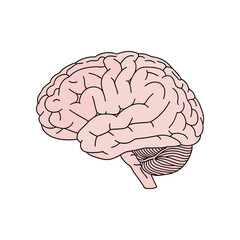 Anatomical Brain Illustration Detailed View of Human Organ.