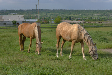 Obraz premium A palomino and a light-spotted horse graze on grass in a pasture. Rural idyll, freedom, and serenity against the backdrop of distant buildings.