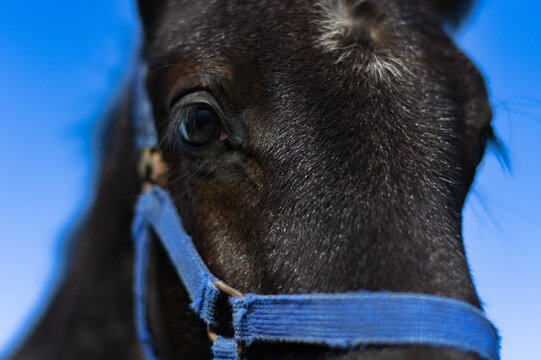 Close-up of the muzzle and attentive eyes of a dark foal in a blue halter against the backdrop of a bright summer blue sky with clouds.