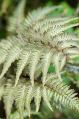 Plant list 2025 - Athyrium niponicum