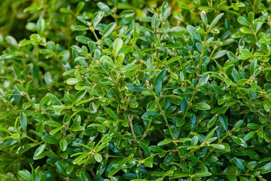Plant list 2025 - Buxus microphylla (Herrenhausen)