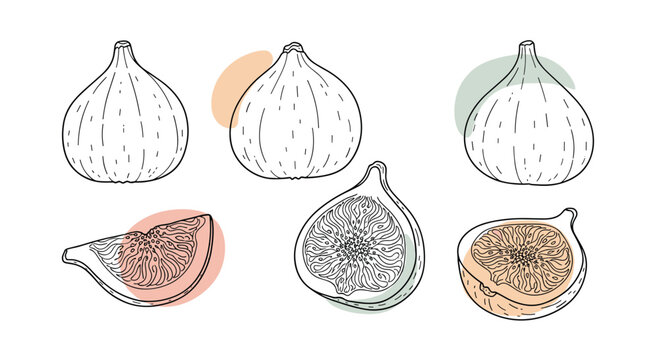 Elegant set of hand-drawn fig illustrations in a minimalist line art style with subtle, abstract color shapes in the background.