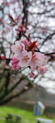 Delicate pink cherry blossoms in full bloom captured in a soft-focus spring garden setting