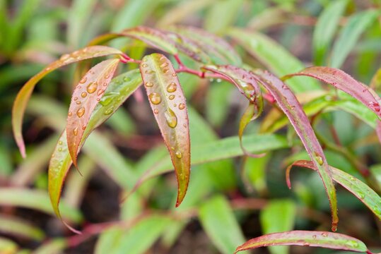 Plant list 2025 - Leucothoe keiskei (Halloween leukotoe)