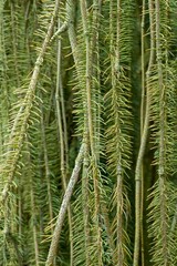 Plant list 2025 - Picea abies (Cranstonii)