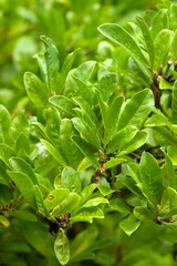 Plant list 2025 - Magnolia stellata