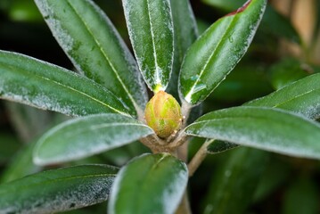 Plant list 2025 - Rhododendron (Edelweiss)