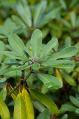 Plant list 2025 - Rhododendron (Fortunei)