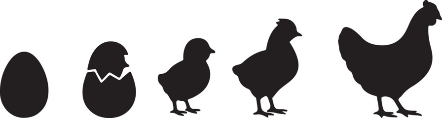 Chicken life cycle stages in silhouette vector