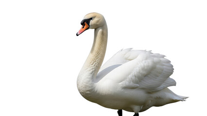 Obraz premium Beautiful white swan with long neck standing isolated PNG with Transparent Background