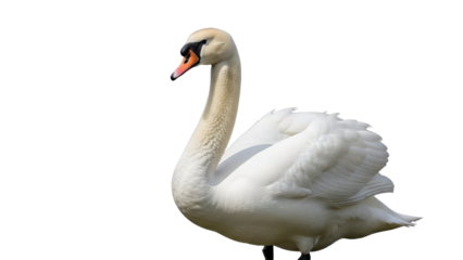 Beautiful white swan with long neck standing isolated PNG with Transparent Background