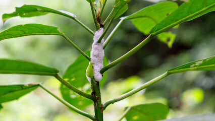 Frog eggs on tree. Frog eggs that are still in the form of white foam.