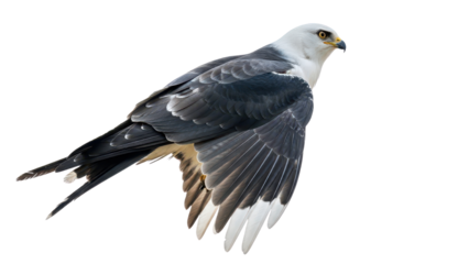 Elegant Black and White Kite Bird of Prey in Flight isolated PNG with Transparent Background