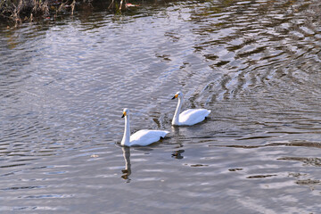 冬の使者 白鳥の来る街　仙台
